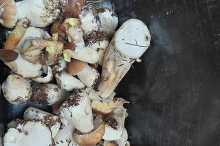 Grzyby w świętokrzyskim