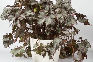 Begonia królewska - roślina doniczkowa godna królewskiego majestatu