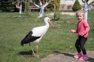 Gustaw wrócił do domu po pieciu latach 