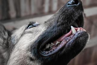 Psy zagryzły człowieka! W żołądku bestii były szczątki 48-latka