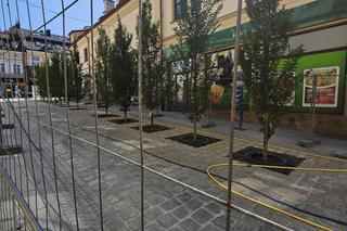 Sadzenie drzew na Grunwaldzkiej w Rzeszowie