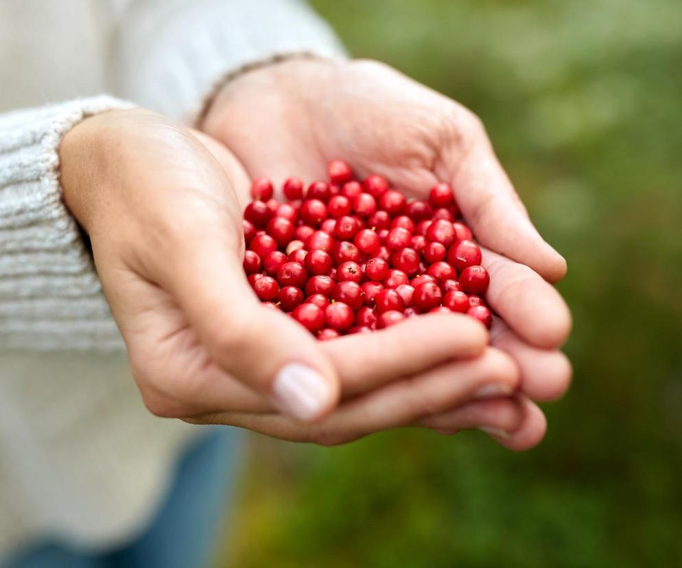 Zapomniana odmiana borówki. Doskonała na odporność i układ krążenia