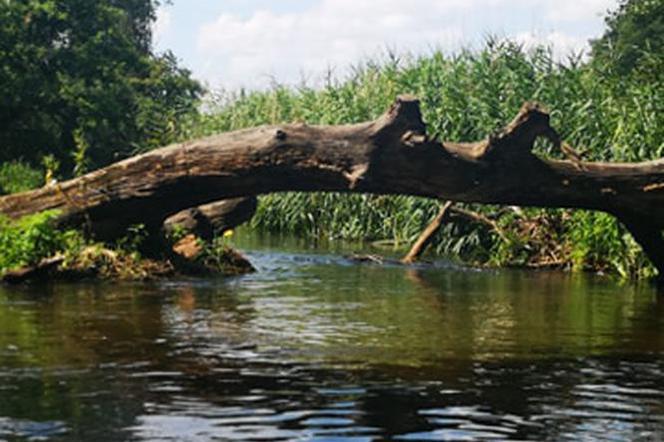  Popłyną kajakami Szlakiem Konwaliowym. Organizacja Turystyczna Leszno - Region zaprasza do udziału w spływie