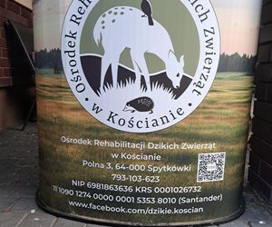 Mieszkańcy gminy Kuślin uratowali bociana
