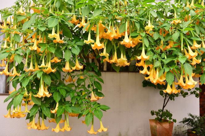 Brugmansia - pięknie kwitnący krzew