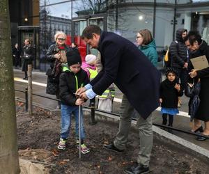 Warszawa zazielenia betonowy plac. Drzewami z Niemiec. Po 14 tys. zł za sztukę 