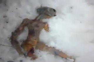 Znaleźli kosmitę na Syberii