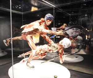 Wystawa z ludzkiego ciała. Body Worlds powróciła do Gdańska po 5 latach 