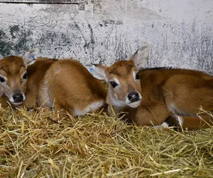 W Poznańskim zoo rozpoczęła się zima! Wiele zwierząt zostało przeniesionych już na zimowiska