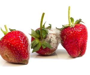 Patulina - toksyna z pleśni w owocach. Jak uniknąć zatrucia patuliną?