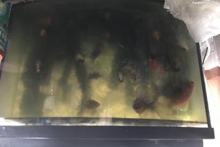 Brudne, głodne i schorowane zwierzęta były żyły w koszmarnych warunkach. 54-latek odpowie za znęcanie się nad nimi