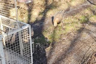 Przerażeni mieszkańcy zadzwonili na służby! W ich domu grasował… borsuk