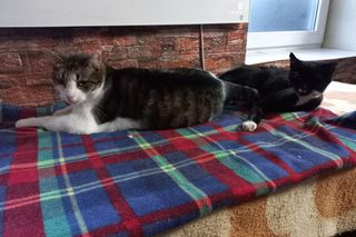 Kociarnia w Lesznie szykuje się do zimy. Potrzebny opał i karma 