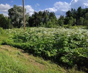 Pod Olsztynem pojawiła groźna roślina. „Nie dotykajcie nawet liści”