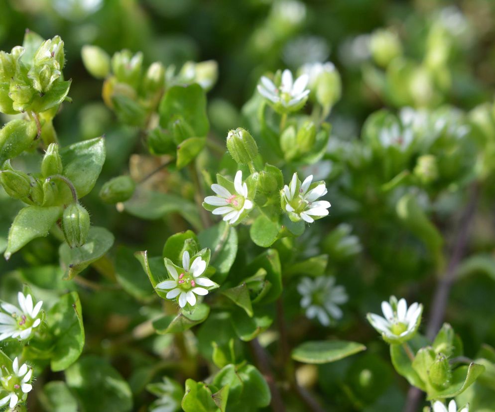 Walczy z zapaleniami, odtruwa organizm. To niepozorne zioło
