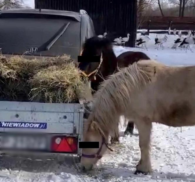 Kuce z Ady kradną sianko