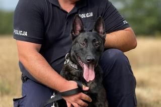 pies policyjny