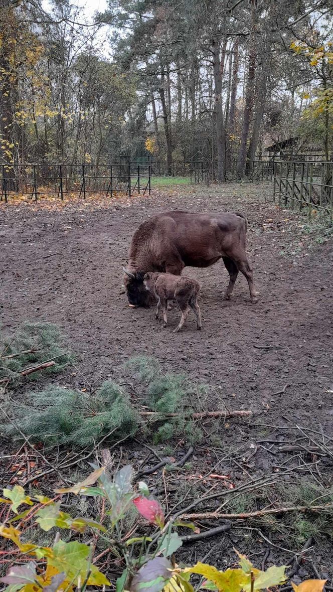 Młodą żubrzyczką w bydgoskim zoo opiekują się babcia i mama. "Ona jest od chmur zawracania!"