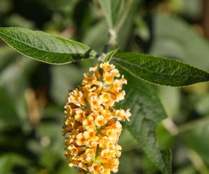 Budleja Dawida (Buddleja davidii) 