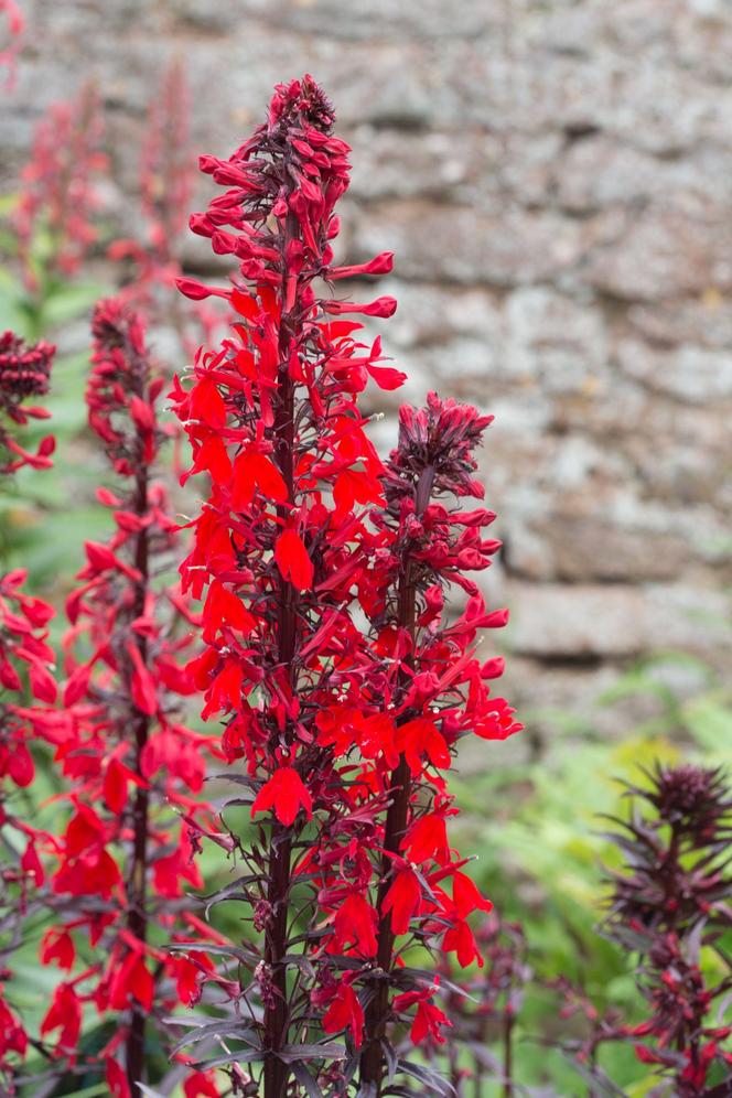 Lobelia szkarłatna