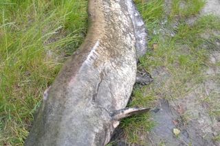 Sum gigant Rafała Kopra