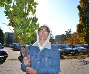Spore zainteresowanie akcją rozdawania drzew miododajnych w Iławie