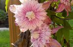 Clematis BLUSHING BRIDESMAID 'Kaiser'