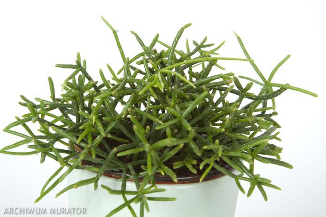 Rhipsalis cassutha