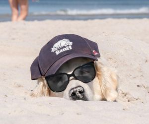 Zakaz psów na plażach? W tym mieście pospacerujesz z pupilem po złotym piasku latem
