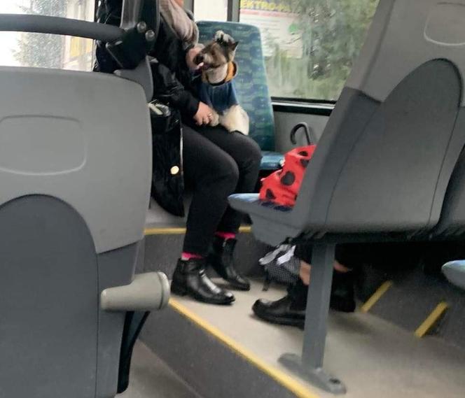 Czy można tak przewozić psa w autobusie?