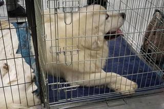 Tysiące psów i odwiedzających. II Międzynarodowa wystawa Psów Rasowych odbyła się w Bydgoszczy