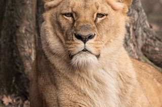 Smutek we wrocławskim zoo. Nie żyje Okavango, lwica angolska. Mieszkała w ogrodzie od 16 lat