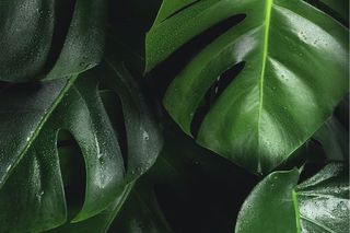 Dlaczego monstera „płacze”? Co zrobić gdy monstera płacze? Co to oznacza?