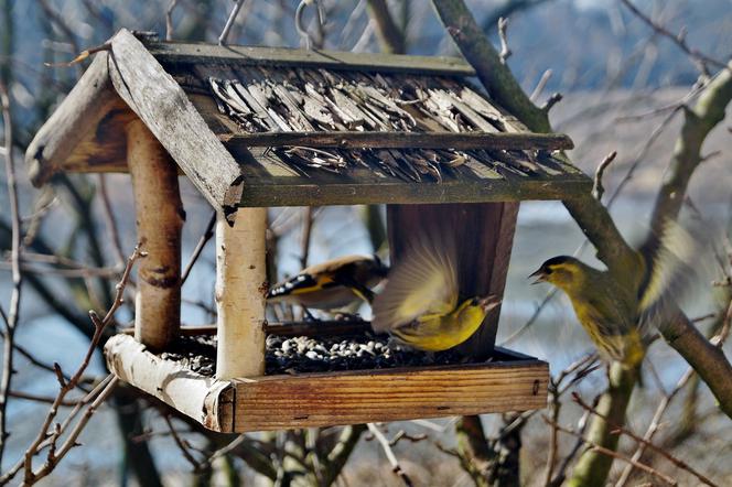 Jak mądrze dokarmiać ptaki? Ornitolog z Bydgoszczy podpowiada