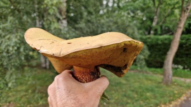 Grzyb wielki jak warszawska Patelnia! Ponury imieniem, wspaniały wyglądem