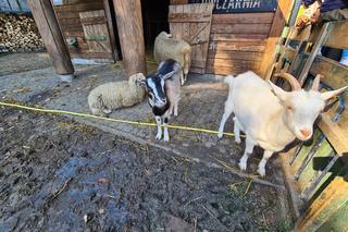 Dyniowa Farma w Radawie.  Jedno z najbardziej instagramowych miejsc na Podkarpaciu [GALERIA]