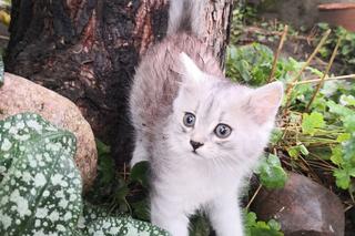 Poznajcie zwierzaków naszych Czytelników!