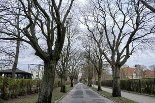 Aleja starych drzew w centrum Bydgoszczy starciła ochronę. Skąd taka decyzja?