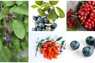 Najzdrowsze owoce świata - musisz je mieć w swoim ogrodzie!