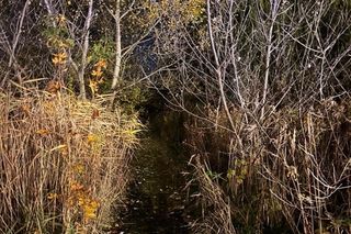 Bohaterski pies z Wrocławia uratował swojego 71-letniego pana