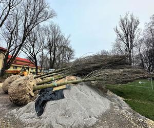 Park Ogród Płaszów się rozrasta. Wkrótce zazielenią się nowe drzewa