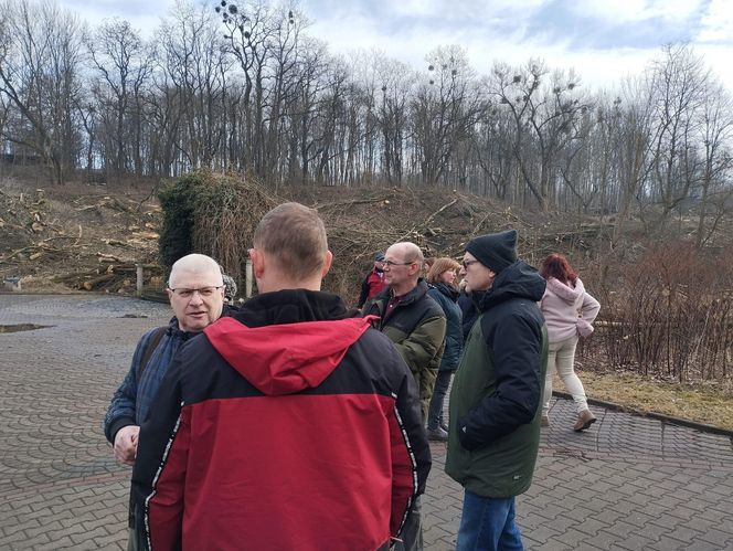 Kontrowersyjna wycinka drzew pod trasę N-Ś w Rudzie Śląskiej. Mieszkańcy: "to jest fałszerstwo na duża skalę, to skandal"