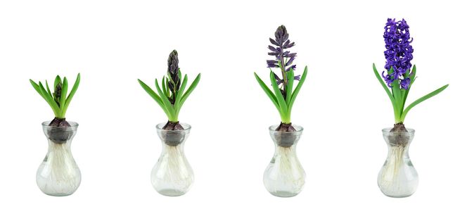 Pędzenie hiacyntów w wodzie