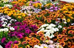 Osteospermum