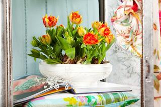 Najpiękniejsze wiosenne kwiaty