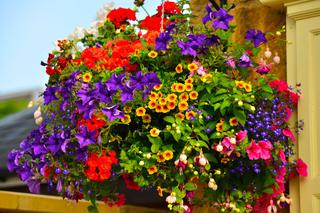 Jakie kwiaty będą najlepsze na kompozycje na balkon? Inspirujące pomysły na kompozycje kwiatowe na balkon i taras!