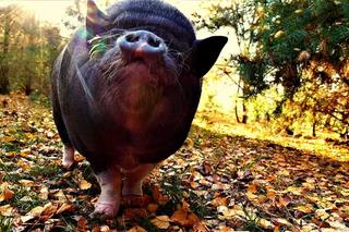 Stefan zaginął. Trwają poszukiwania prosiaka