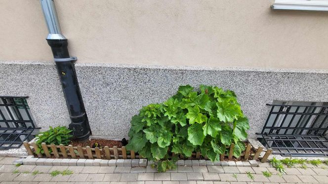 Mieszkanka Mokotowa musi zapłacić karę za posadzenie kwiatów. Kwota powala na kolana! Urząd mówi jasno