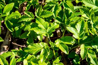 Podagrycznik - charakterystyka rośliny, właściwości, problemy z podagrycznikiem, odmiany do ogrodu