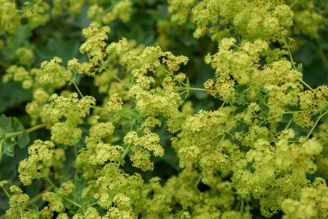 Przywrotnik żółtawozielony - Alchemilla x anthochlora